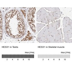 HESX1 Antibody, Novus Biologicals 0.1mL; Unlabeled:Antibodies, Polyclonal